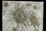 Slab of Mississippian Echinoid (Archaeocidaris) Fossils - Missouri #148585-1